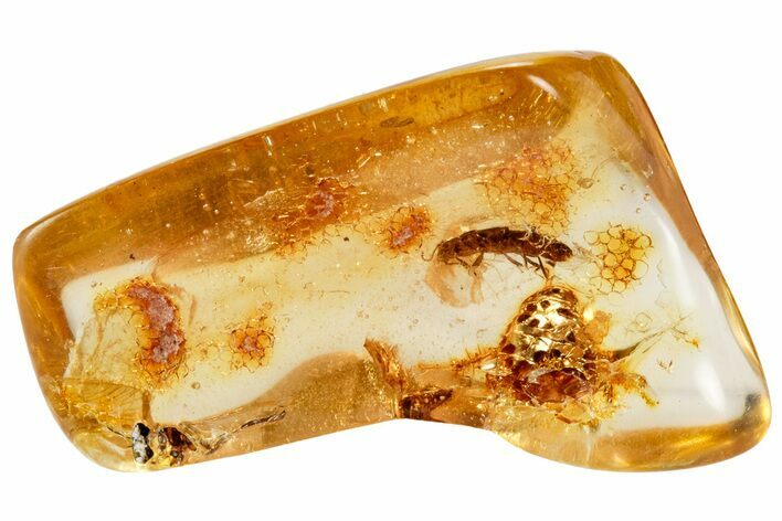 Polished Colombian Copal ( g) - Contains Termite & Cicada! #326741